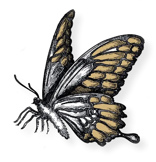 drost-decoration-butterfly