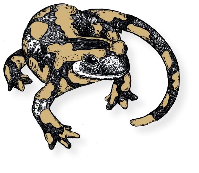 drost-decoration-salamander